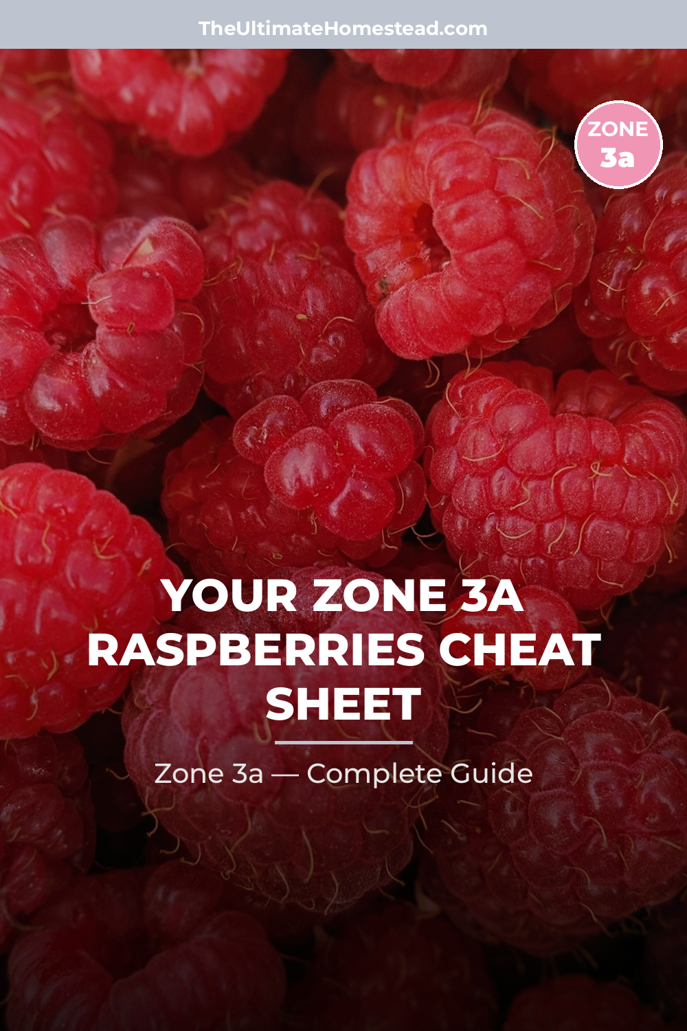 When to Plant Raspberries in Zone 3a