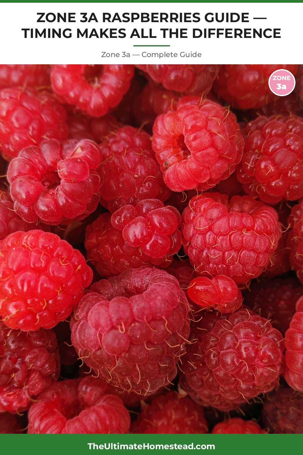 When to Plant Raspberries in Zone 3a