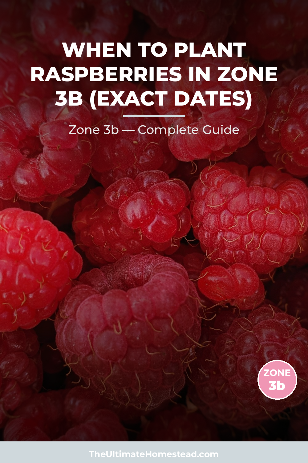 When to Plant Raspberries in Zone 3b