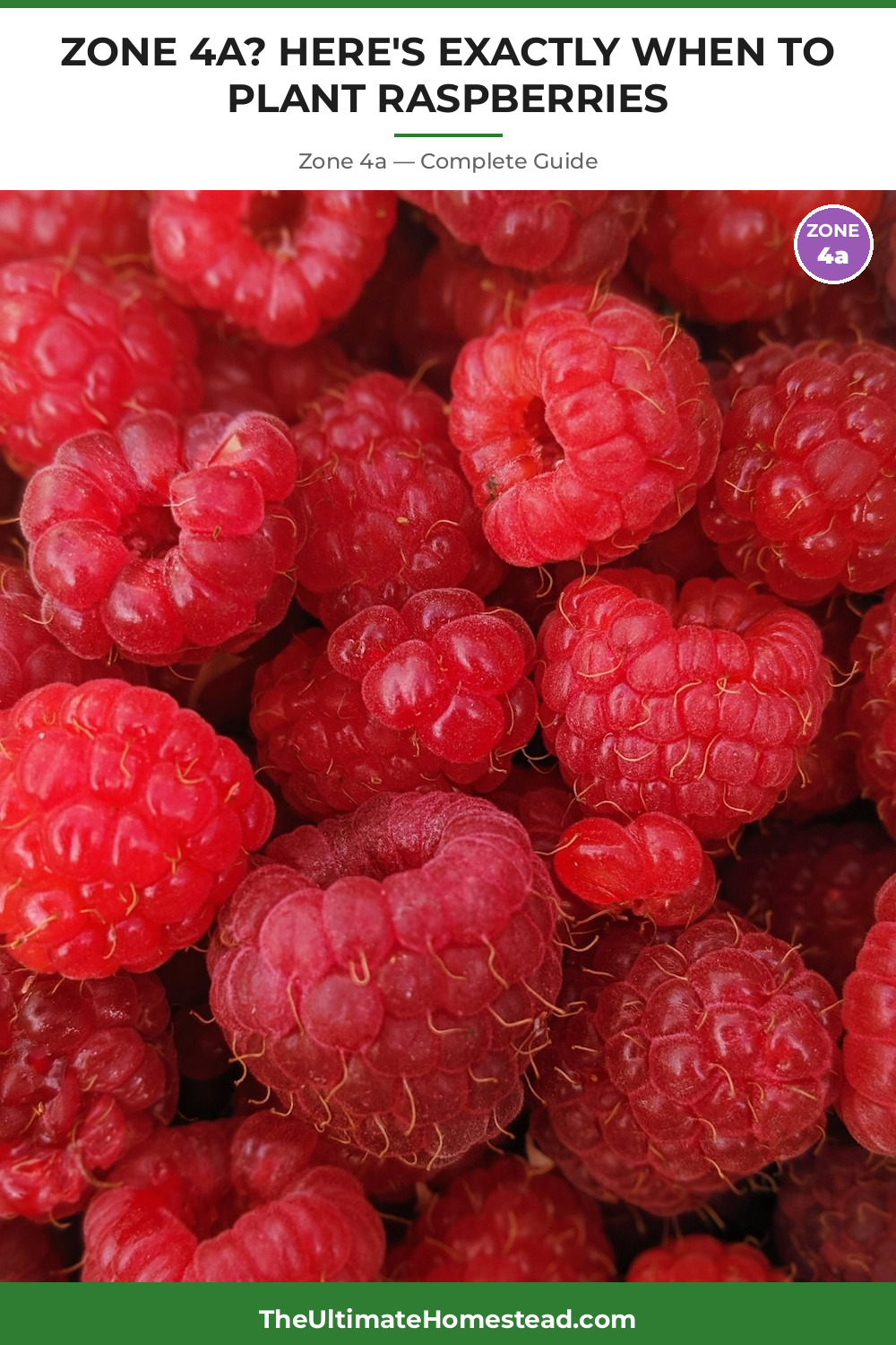 When to Plant Raspberries in Zone 4a