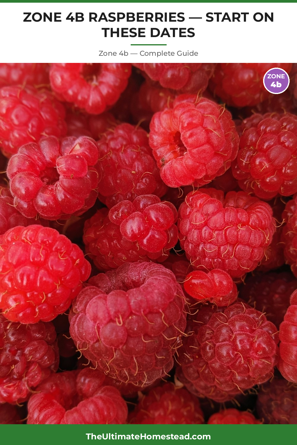 When to Plant Raspberries in Zone 4b