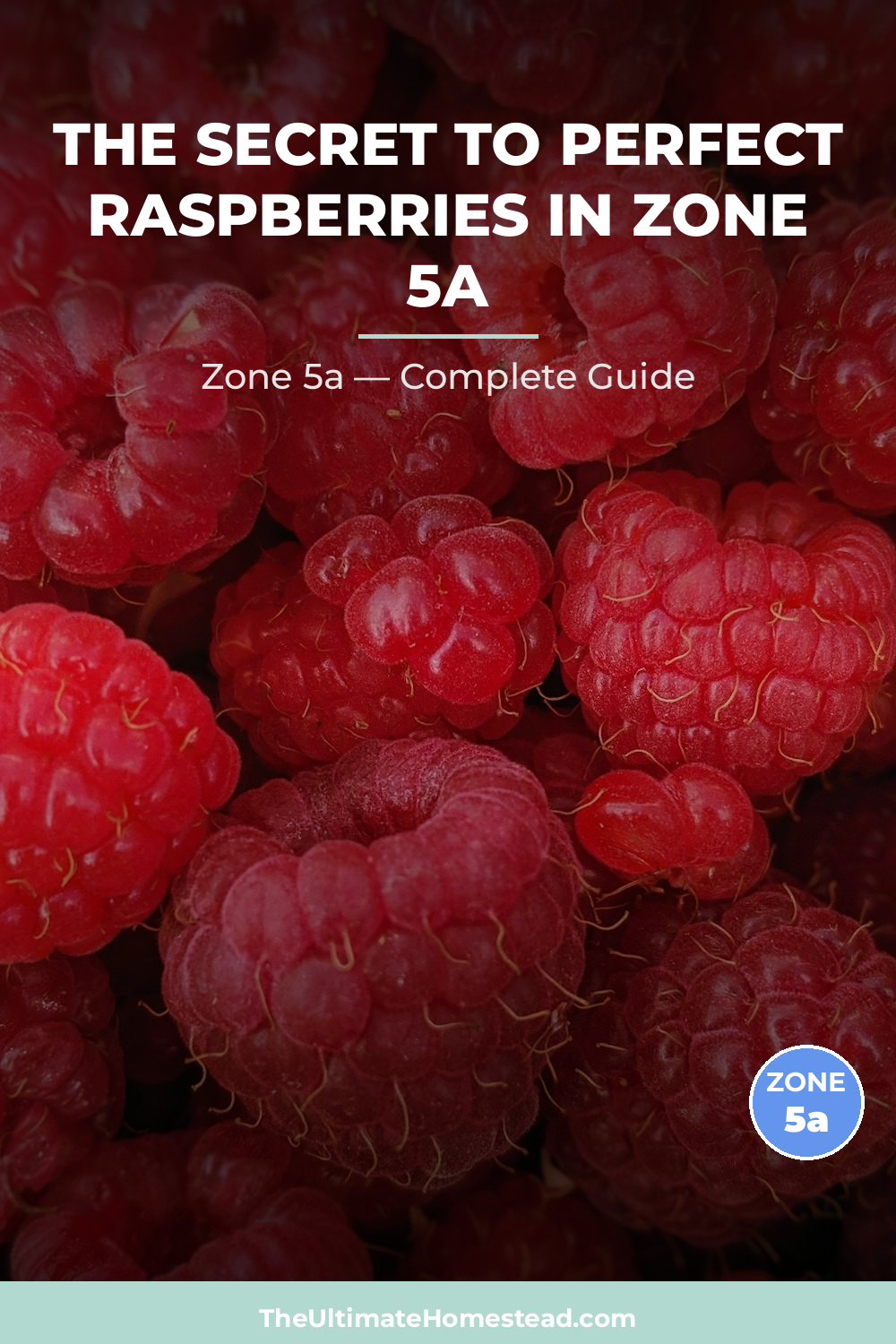 When to Plant Raspberries in Zone 5a
