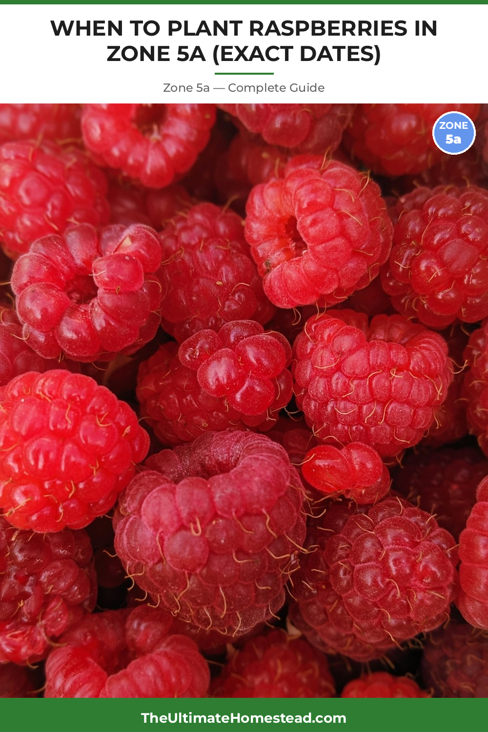 When to Plant Raspberries in Zone 5a