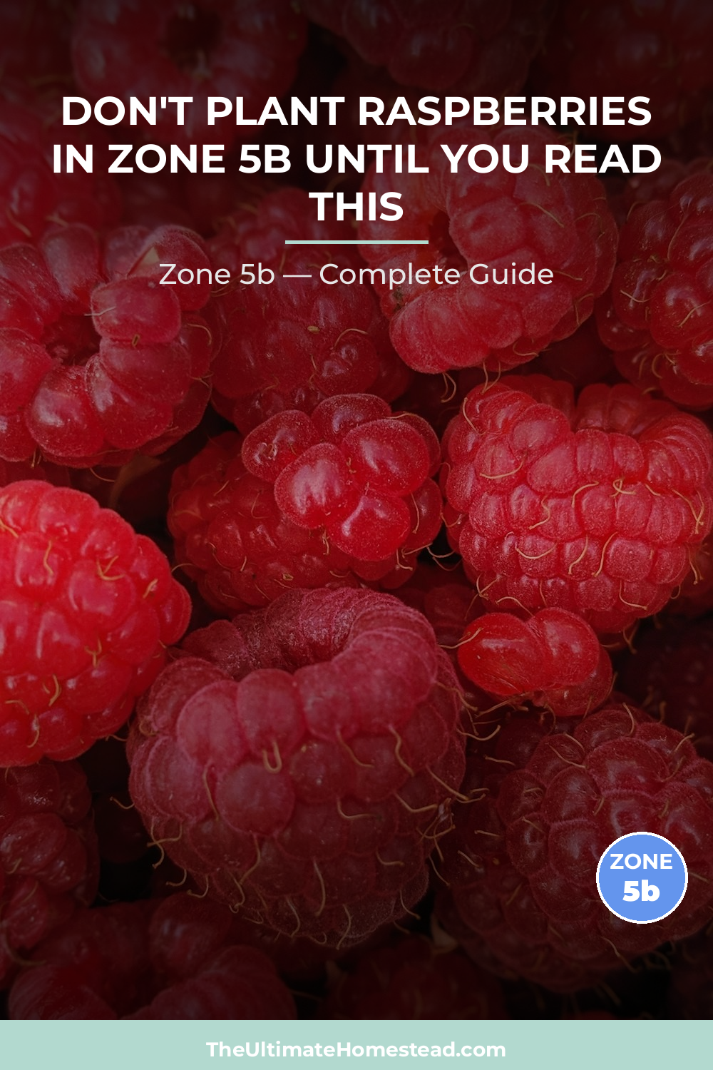 When to Plant Raspberries in Zone 5b