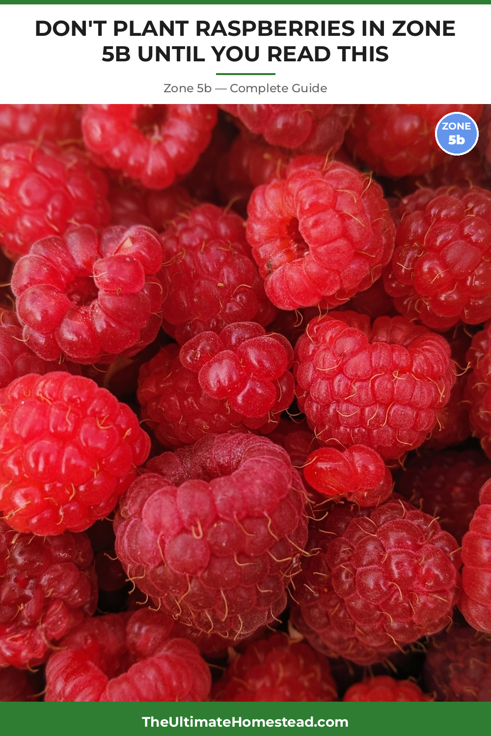 When to Plant Raspberries in Zone 5b
