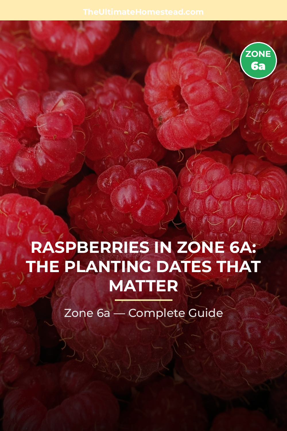 When to Plant Raspberries in Zone 6a
