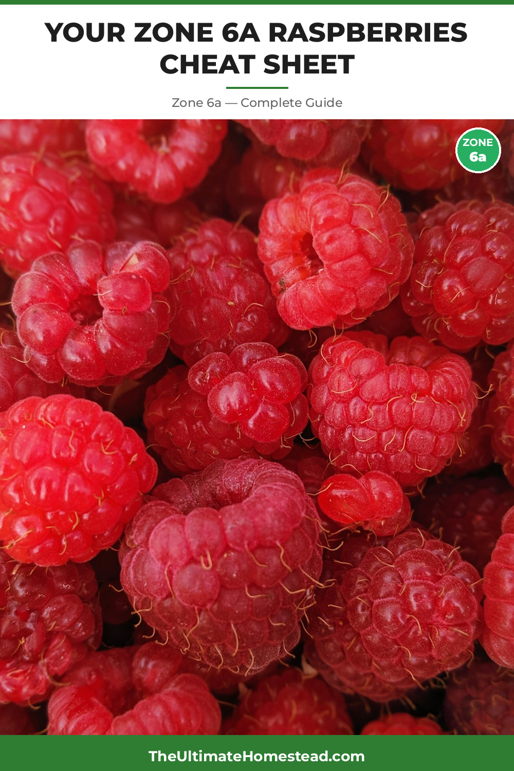 When to Plant Raspberries in Zone 6a