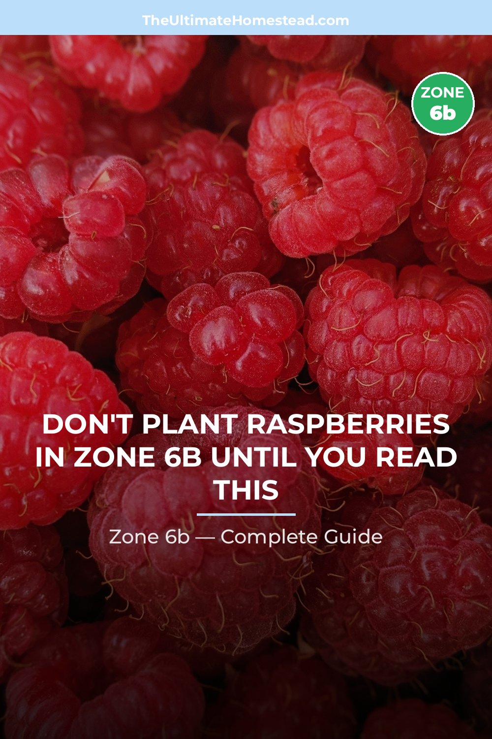 When to Plant Raspberries in Zone 6b