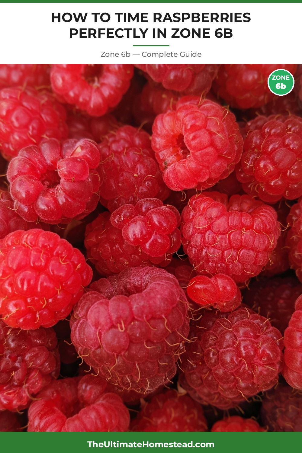 When to Plant Raspberries in Zone 6b