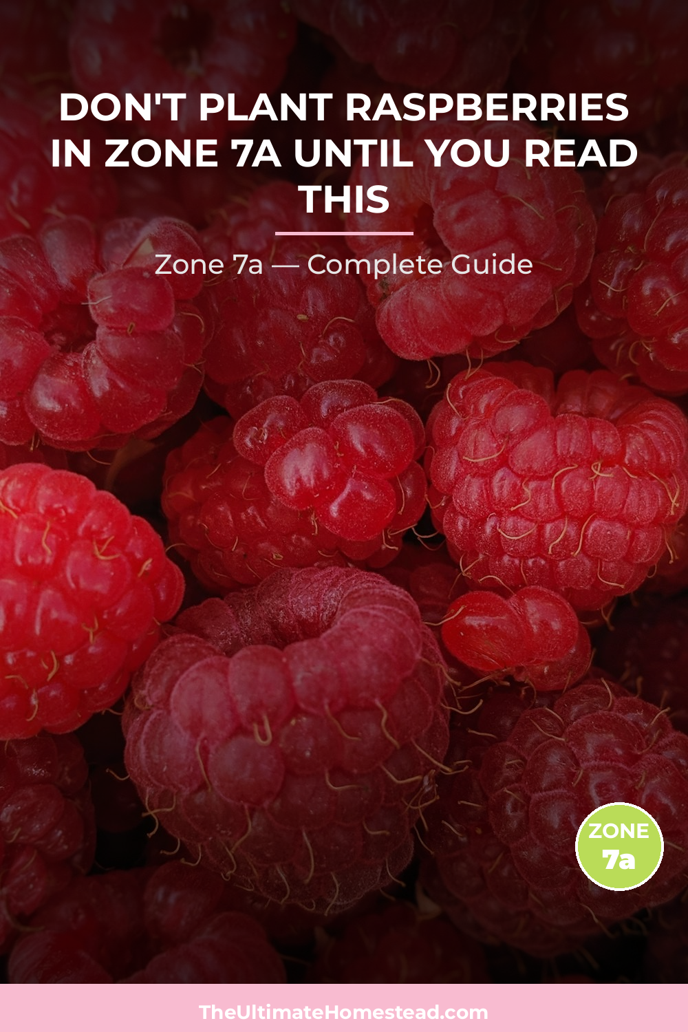 When to Plant Raspberries in Zone 7a