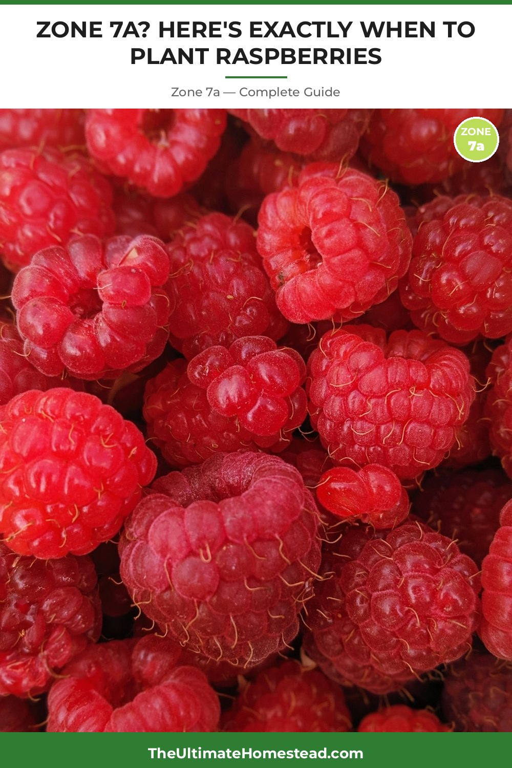 When to Plant Raspberries in Zone 7a