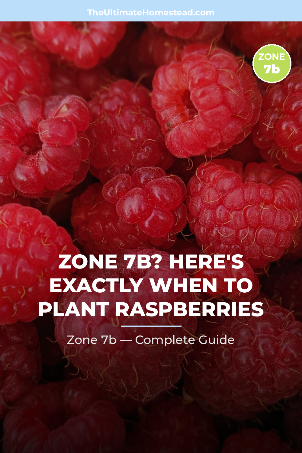 When to Plant Raspberries in Zone 7b