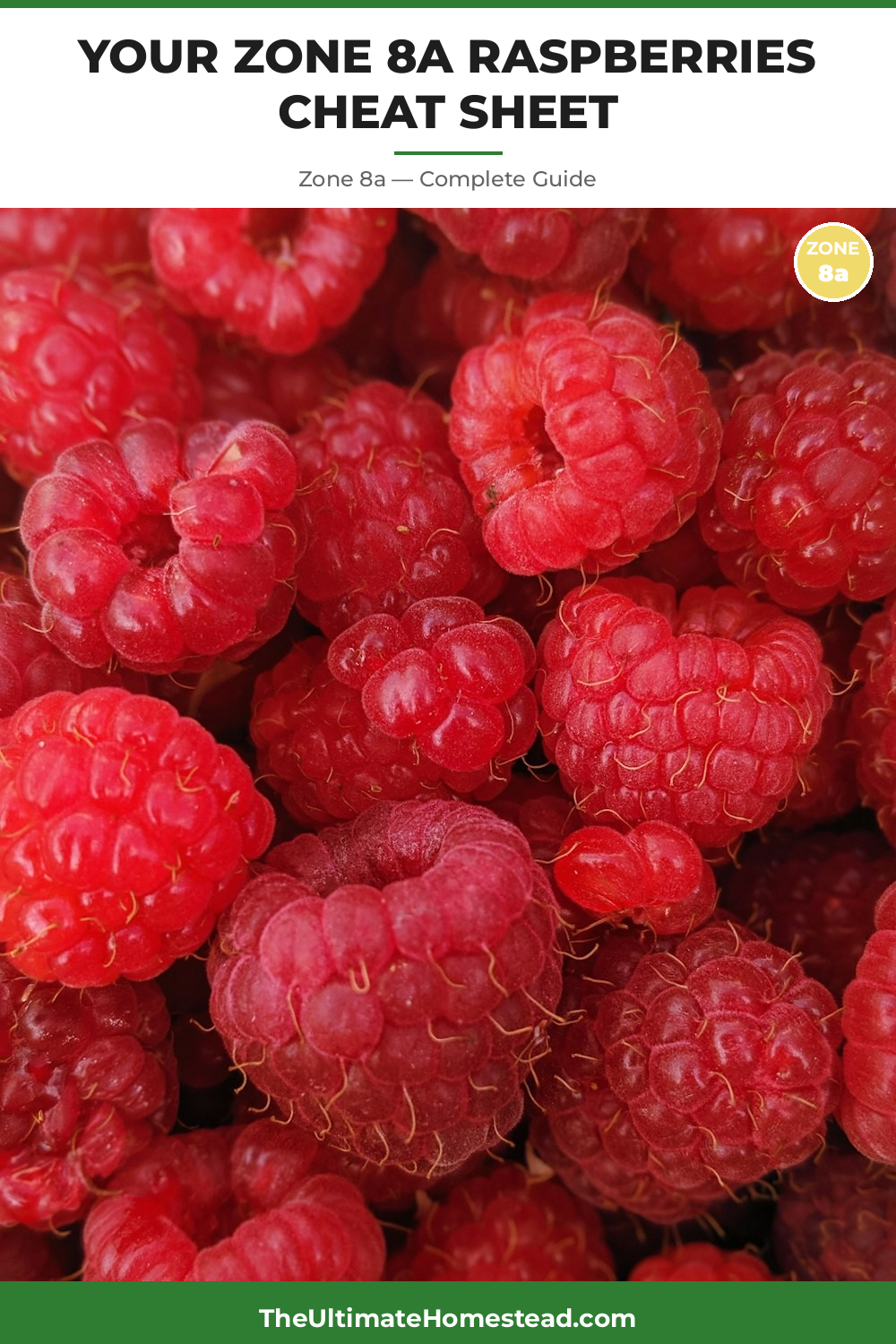 When to Plant Raspberries in Zone 8a