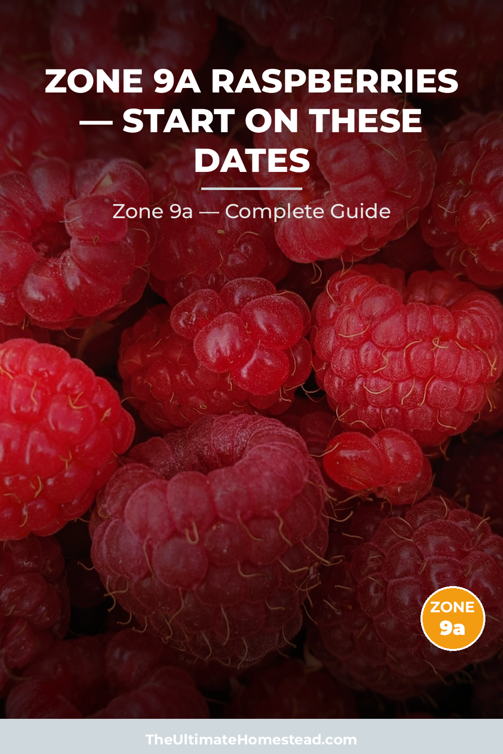 When to Plant Raspberries in Zone 9a