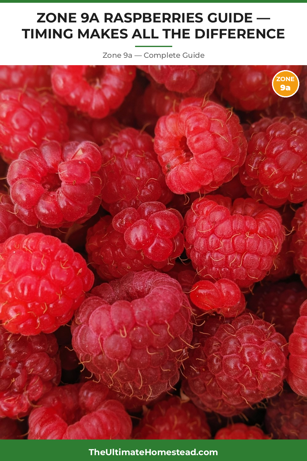 When to Plant Raspberries in Zone 9a