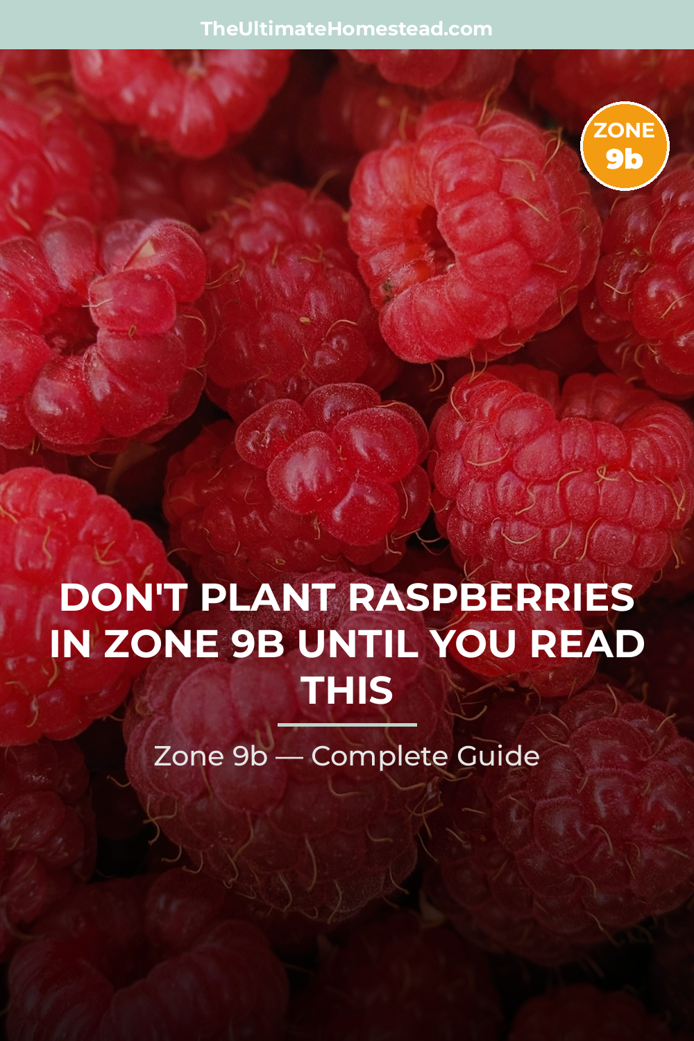 When to Plant Raspberries in Zone 9b