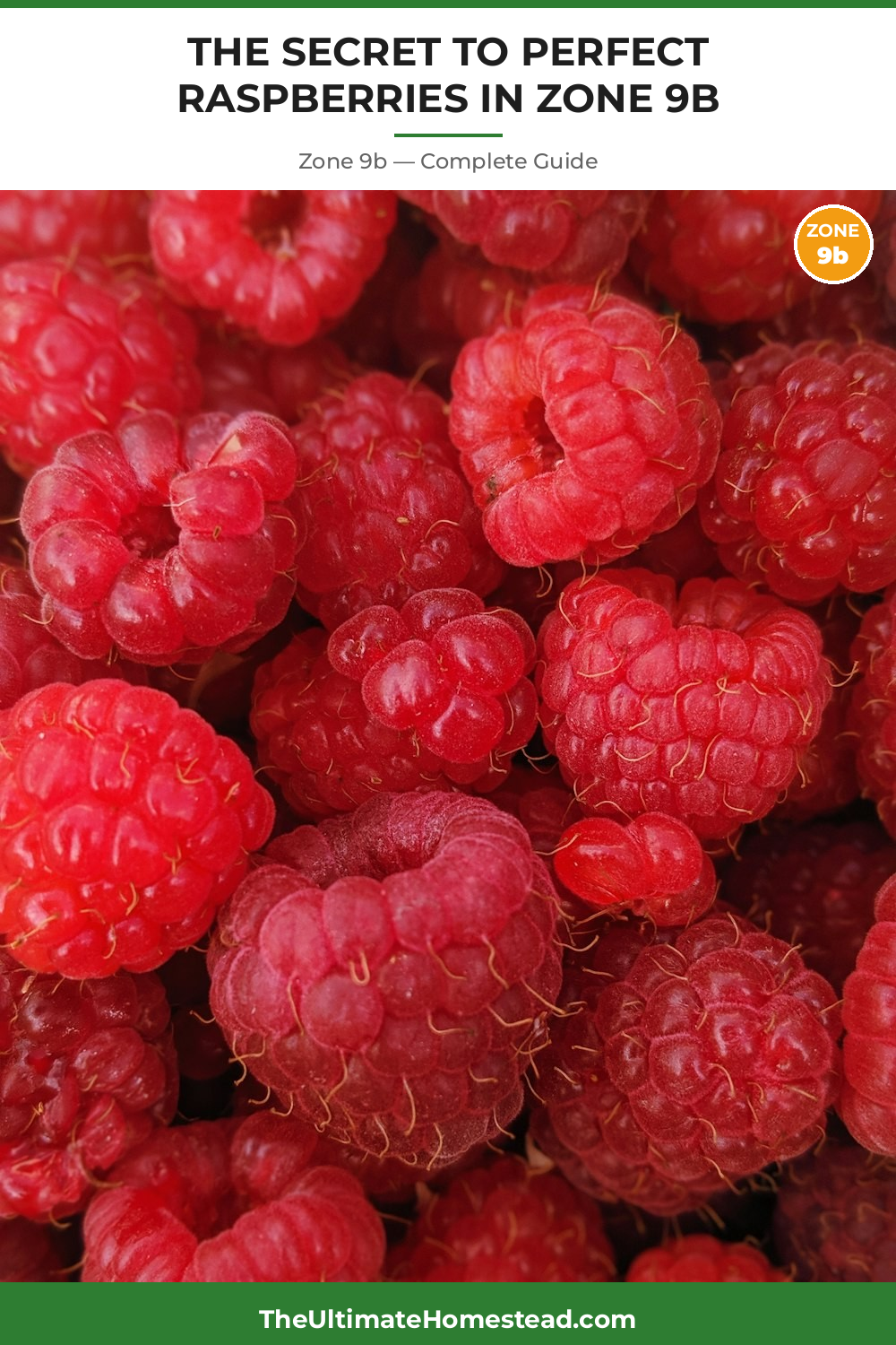 When to Plant Raspberries in Zone 9b