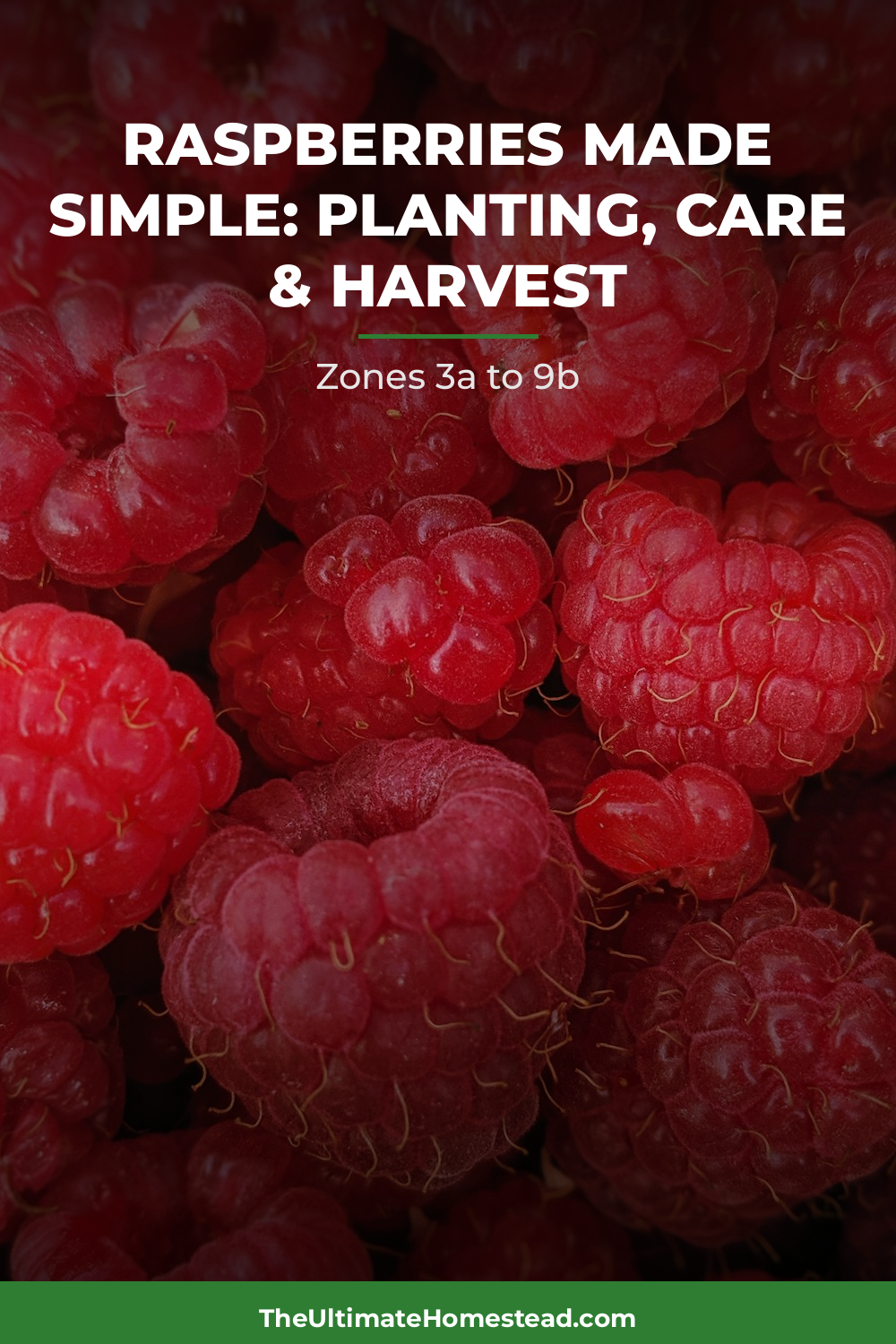 Raspberries Planting Guide