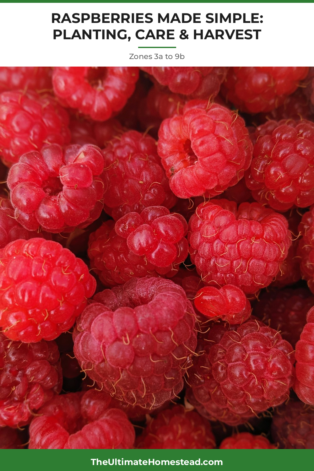 Raspberries Planting Guide