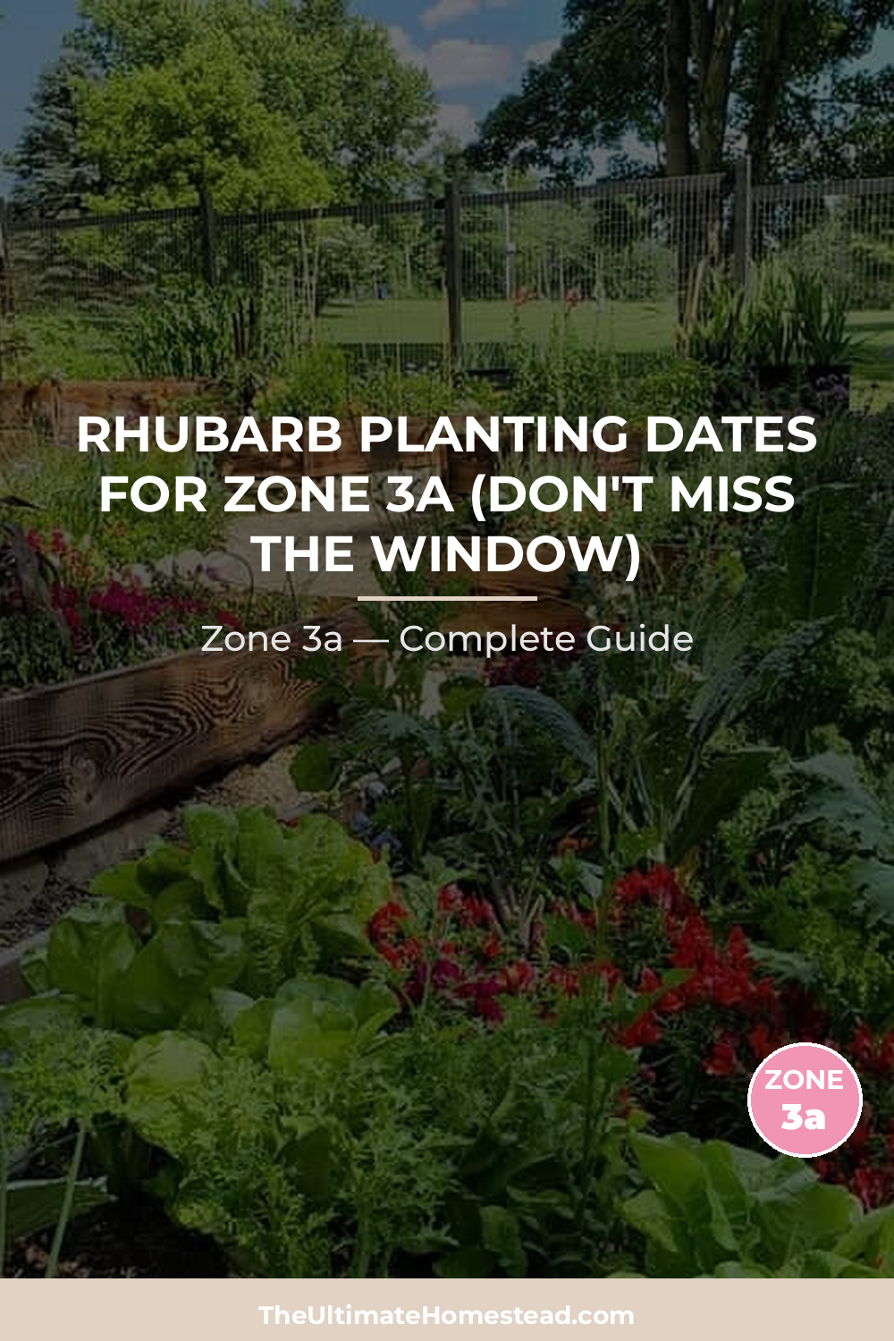 When to Plant Rhubarb in Zone 3a