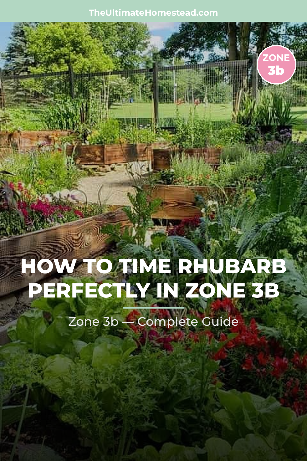 When to Plant Rhubarb in Zone 3b