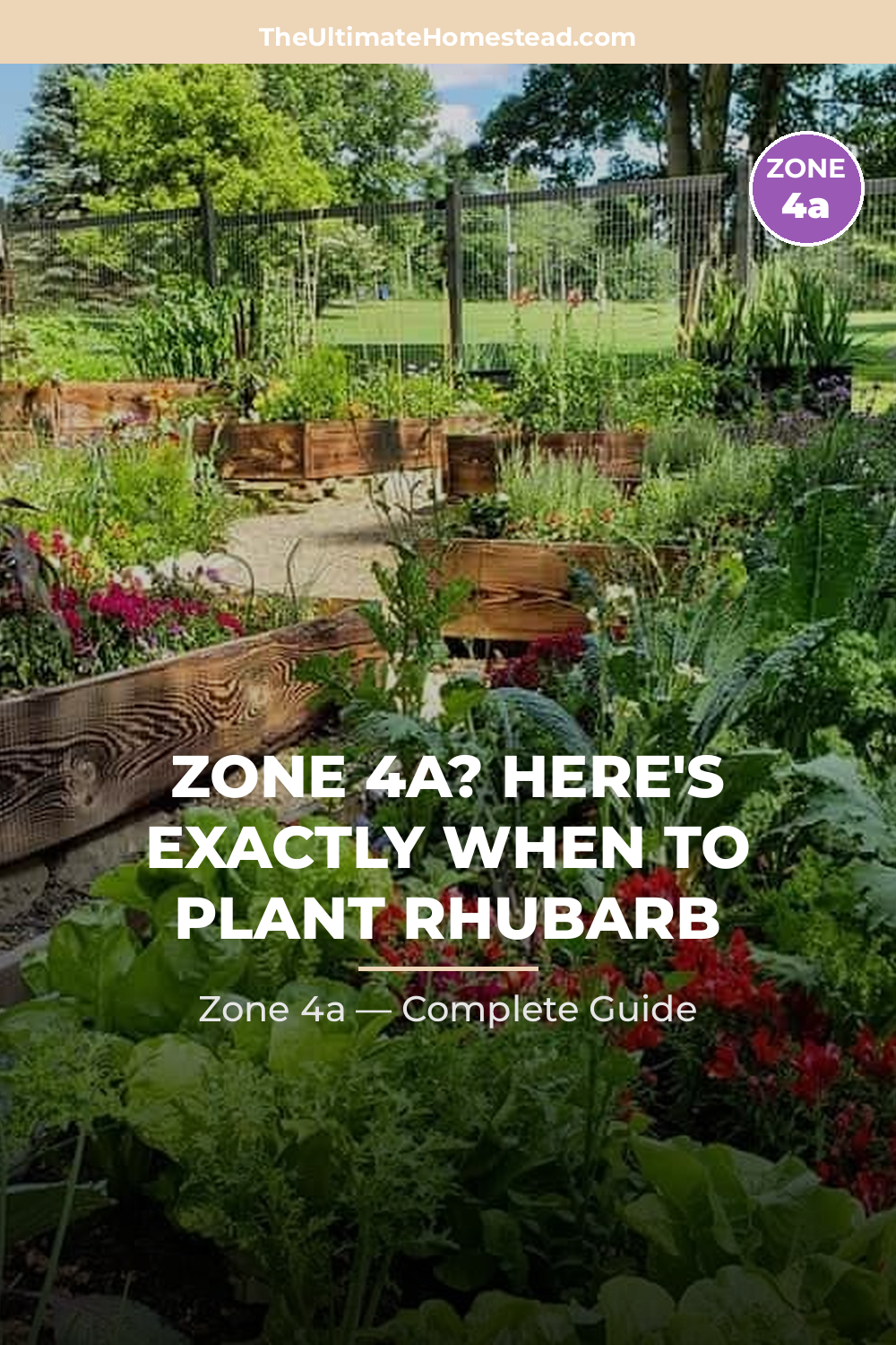 When to Plant Rhubarb in Zone 4a