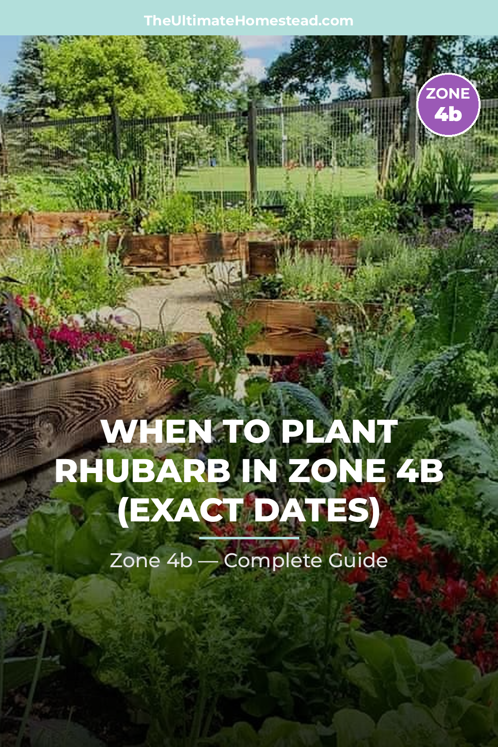 When to Plant Rhubarb in Zone 4b