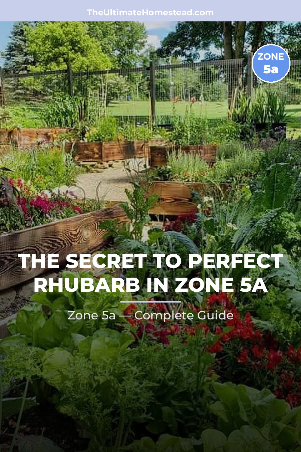 When to Plant Rhubarb in Zone 5a