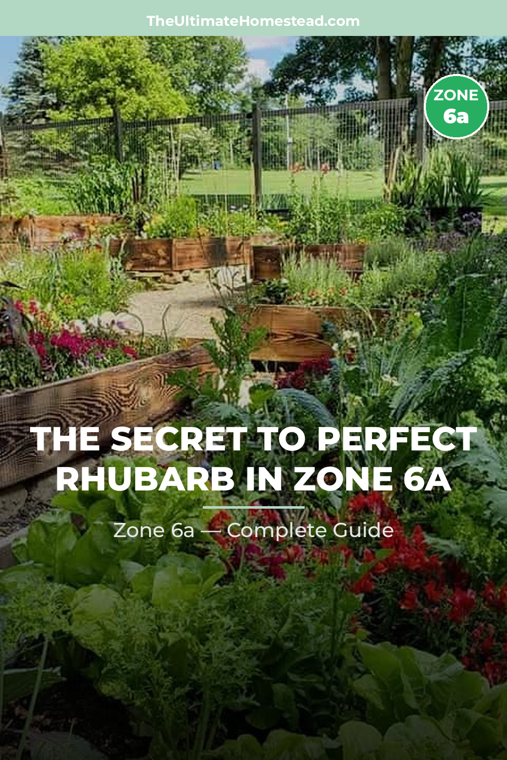 When to Plant Rhubarb in Zone 6a