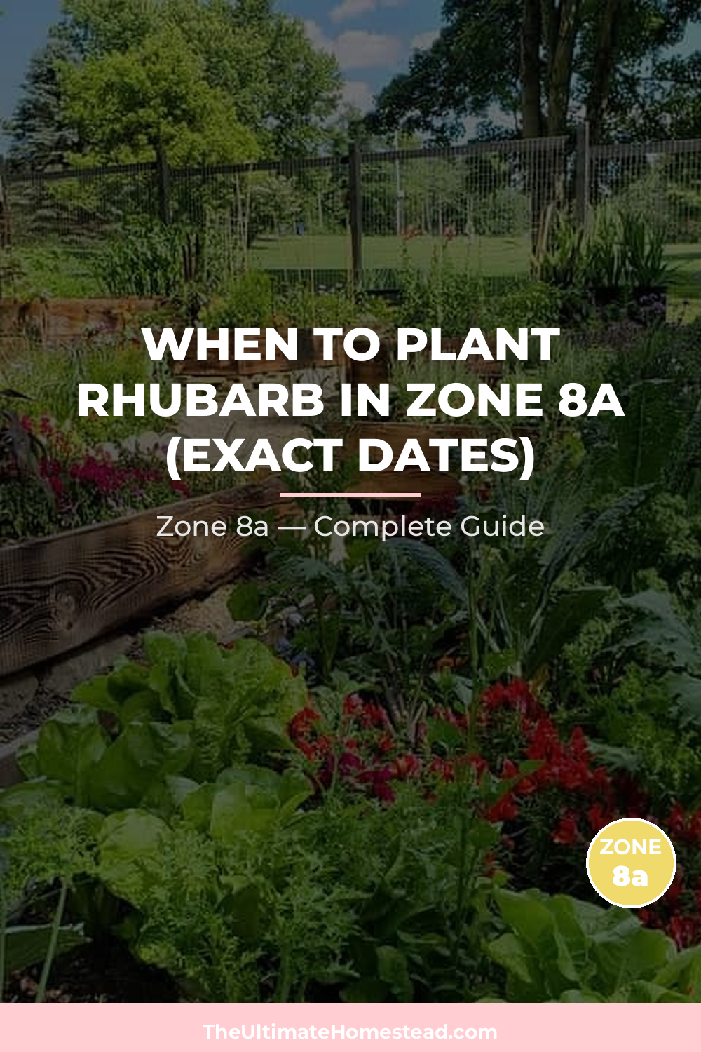 When to Plant Rhubarb in Zone 8a