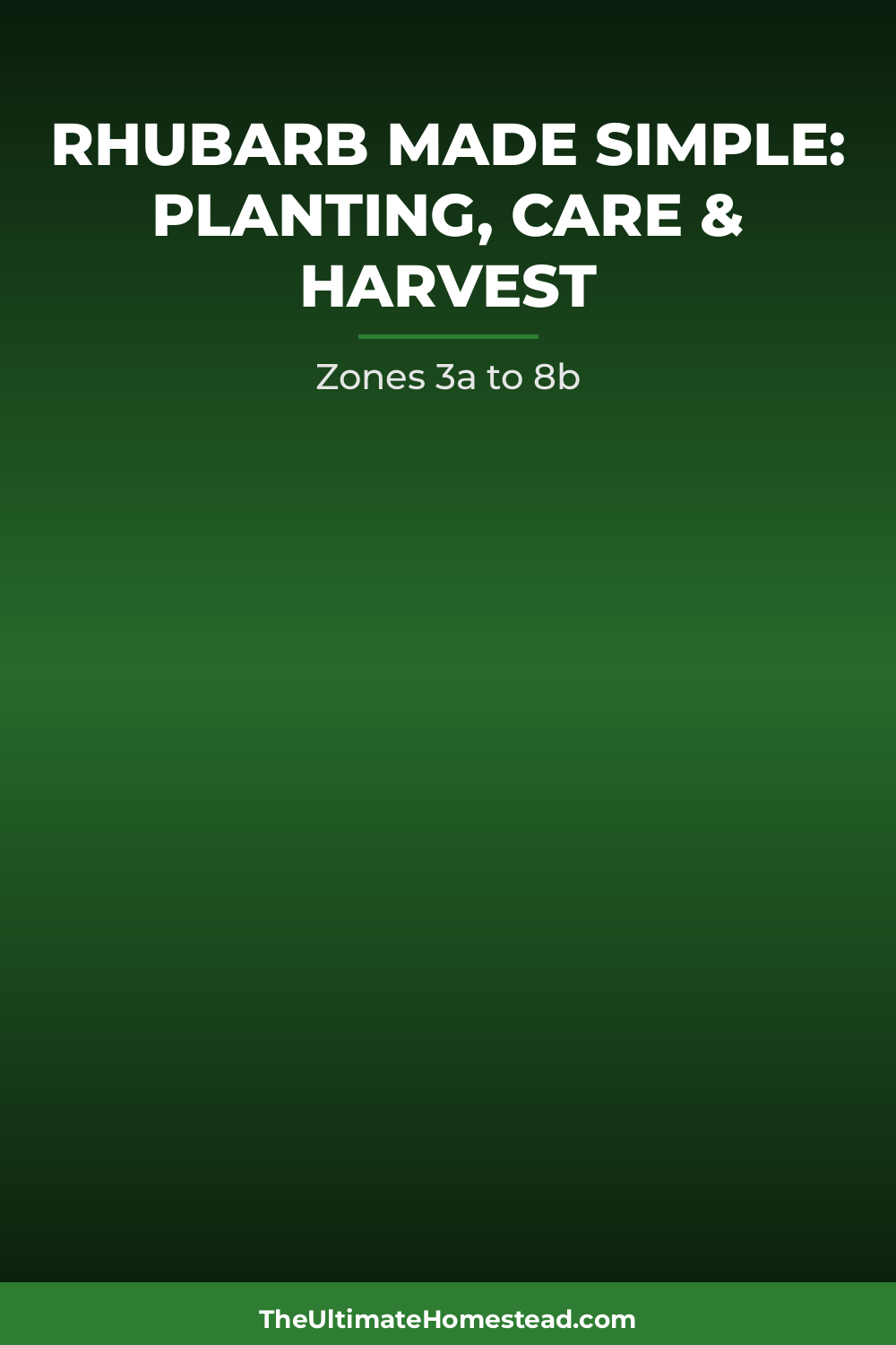 Rhubarb Planting Guide