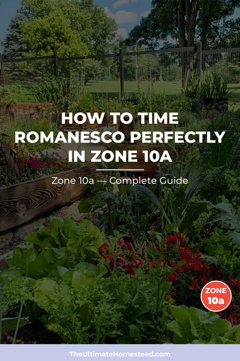 When to Plant Romanesco in Zone 10a