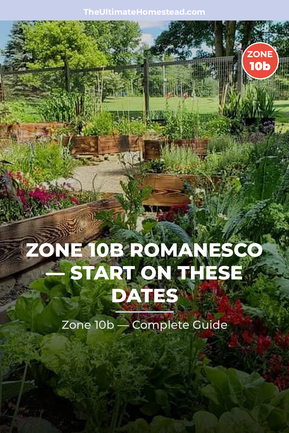 When to Plant Romanesco in Zone 10b
