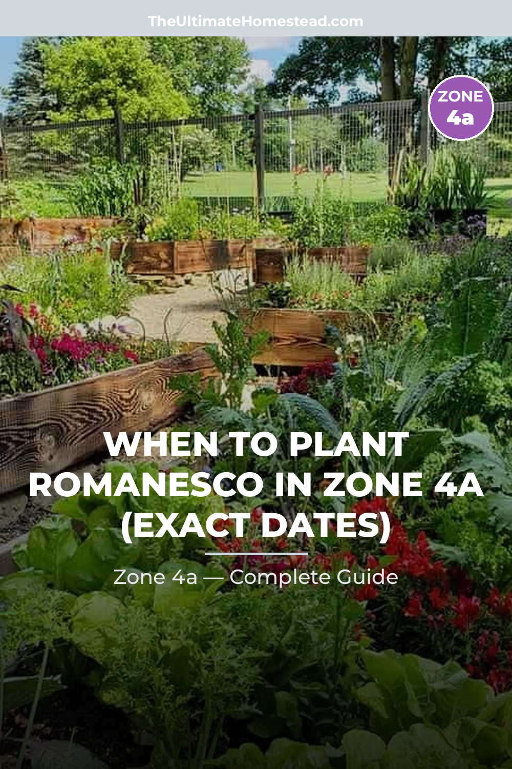 When to Plant Romanesco in Zone 4a