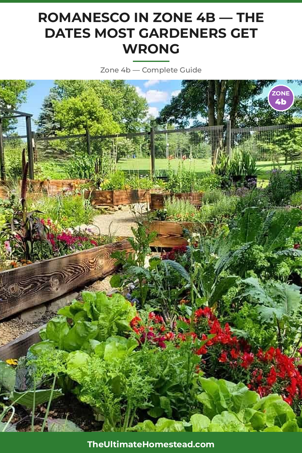 When to Plant Romanesco in Zone 4b