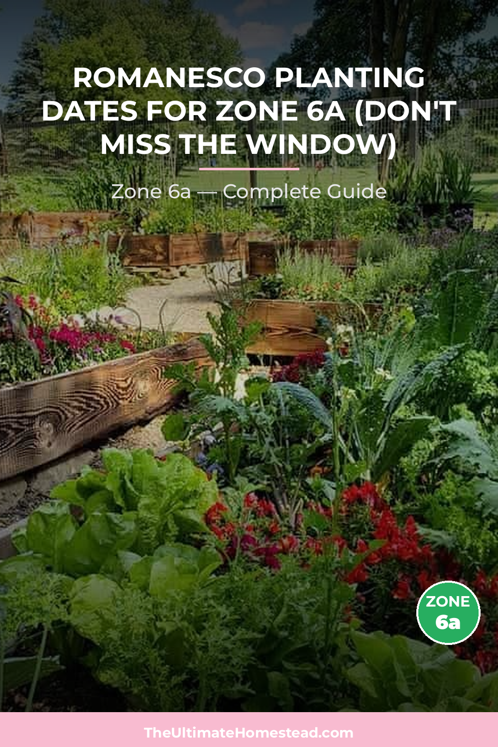 When to Plant Romanesco in Zone 6a