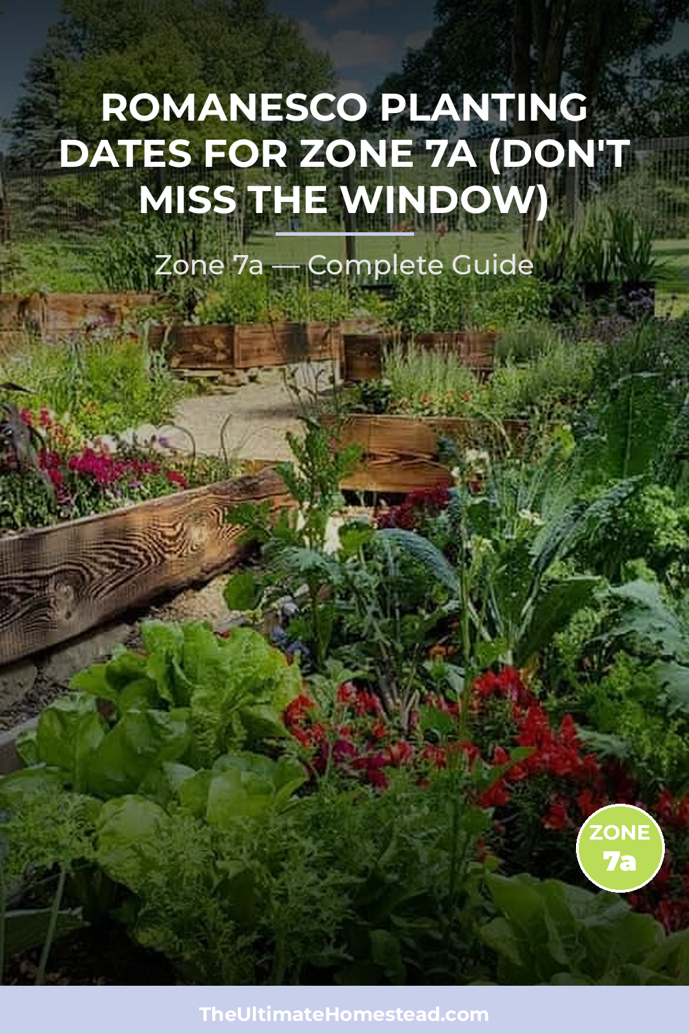 When to Plant Romanesco in Zone 7a