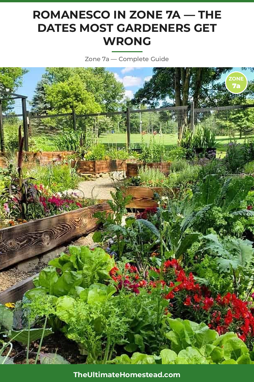 When to Plant Romanesco in Zone 7a