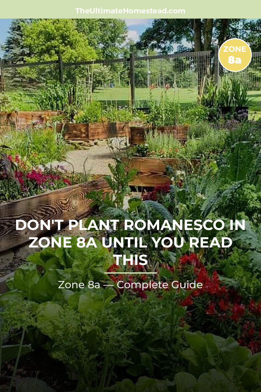 When to Plant Romanesco in Zone 8a