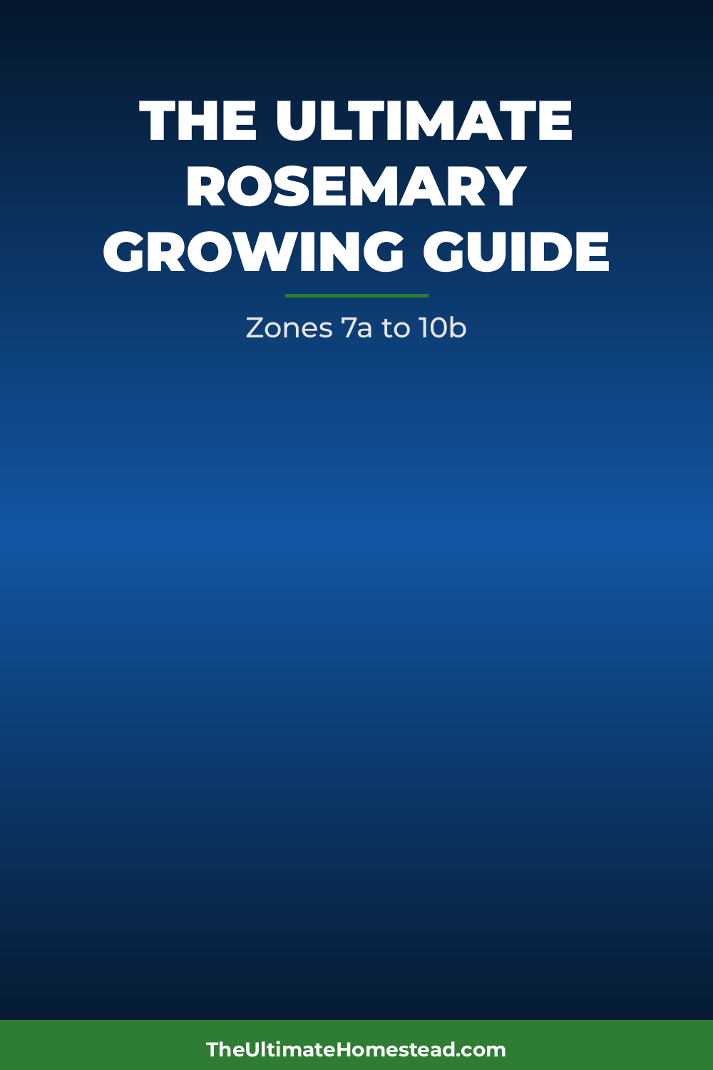 Rosemary Planting Guide