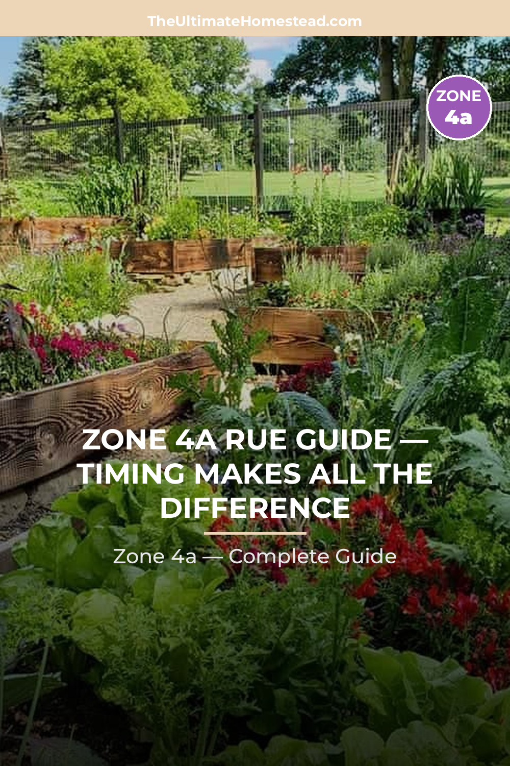 When to Plant Rue in Zone 4a