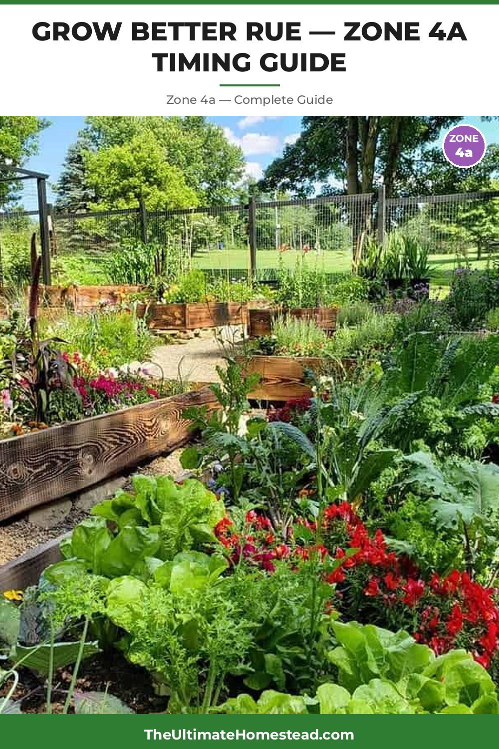 When to Plant Rue in Zone 4a