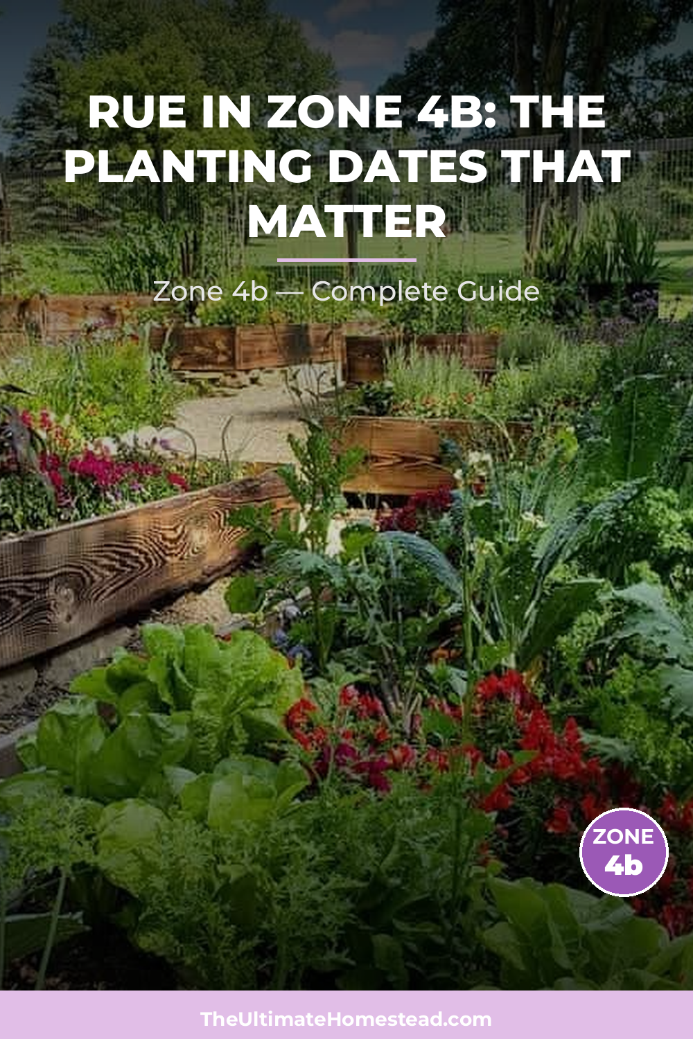 When to Plant Rue in Zone 4b
