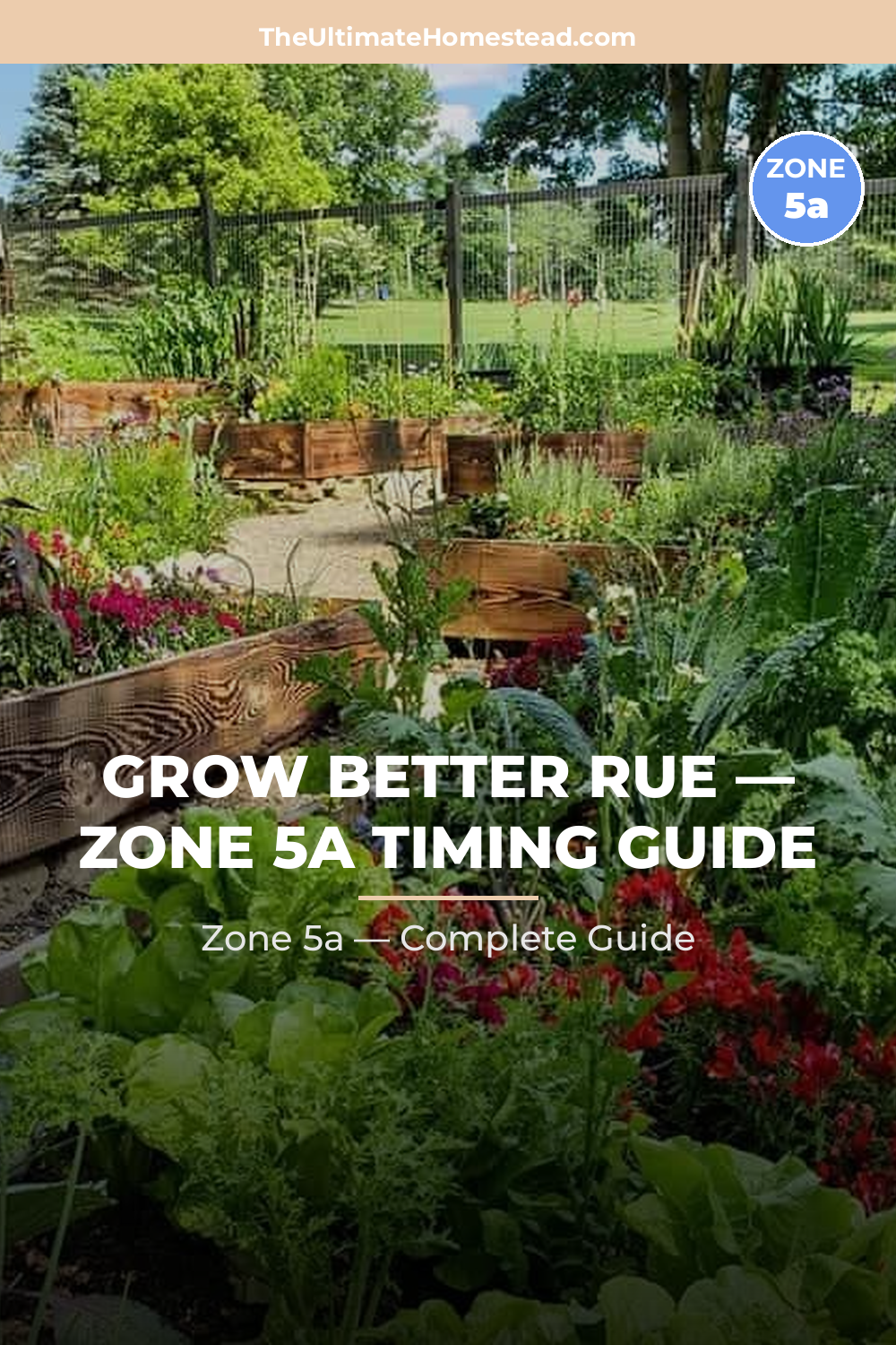 When to Plant Rue in Zone 5a