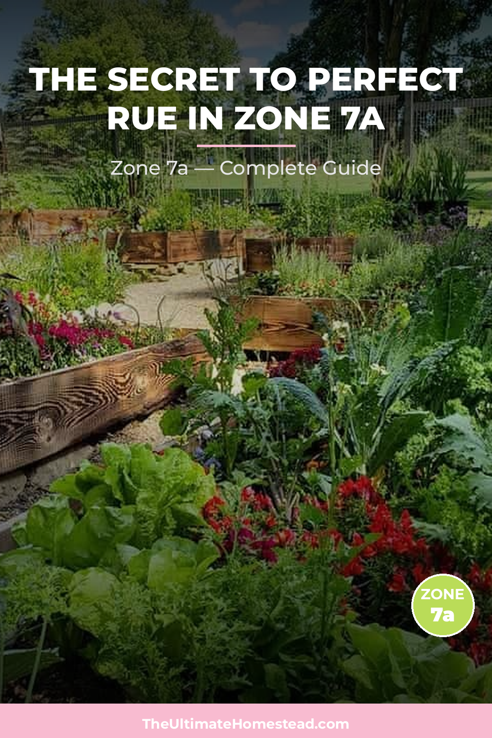 When to Plant Rue in Zone 7a