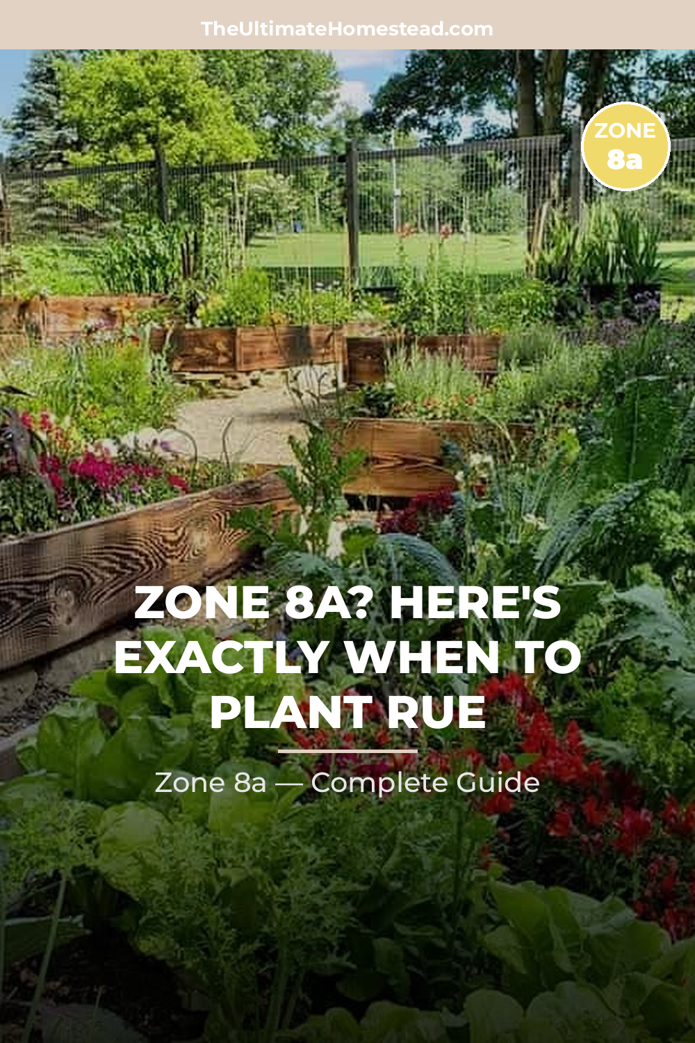 When to Plant Rue in Zone 8a