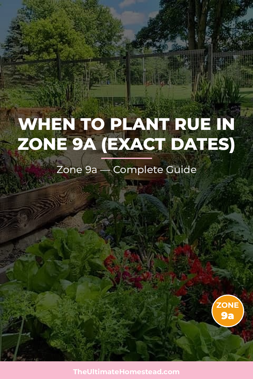 When to Plant Rue in Zone 9a