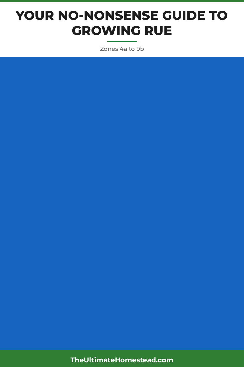Rue Planting Guide