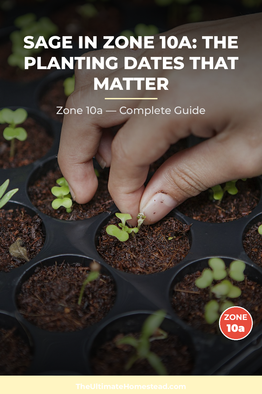 When to Plant Sage in Zone 10a