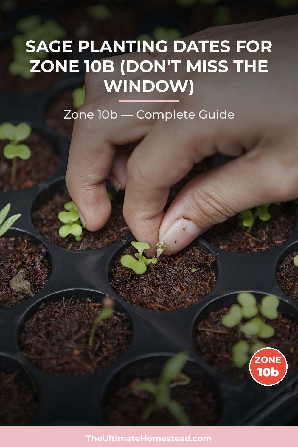 When to Plant Sage in Zone 10b